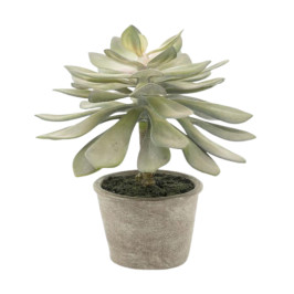 Kunst vetplant echeveria 30 cm